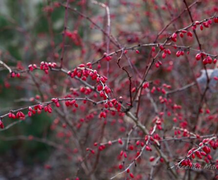 53_6604_Berberis_thunbergii.JPG