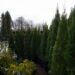 2823_8084_Thuja_occidentalis_Smaragd_2.jpg