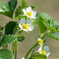 2858_8361_Fragaria_x_ananassa_Polka_2.JPG