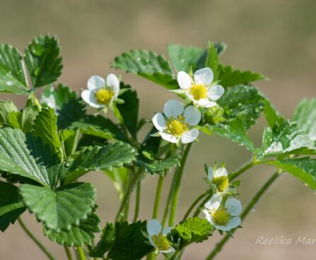 2858_8362_Fragaria_x_ananassa_Polka_3.JPG