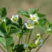 2858_8362_Fragaria_x_ananassa_Polka_3.JPG