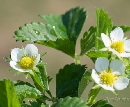 2858_8363_Fragaria_x_ananassa_Polka.JPG