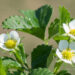 2858_8363_Fragaria_x_ananassa_Polka.JPG