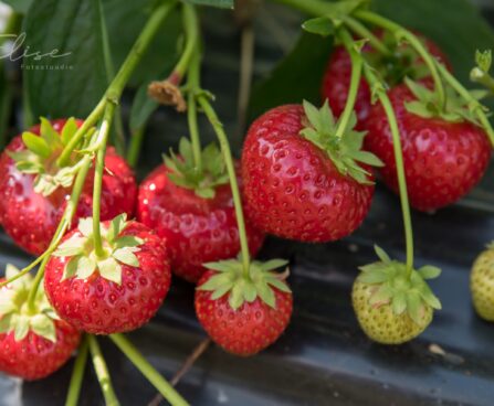 2858_8769_Fragaria_2.JPG