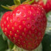 2858_8899_Fragaria_6.JPG