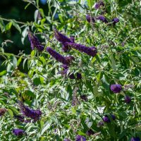 56_10878_Buddleja_davidii_Black_Knight_budleia.jpg