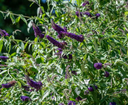 56_10878_Buddleja_davidii_Black_Knight_budleia.jpg