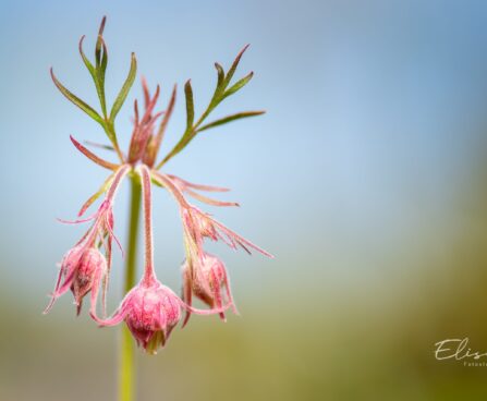 2861_10123_Geum_triflorum_kolmeoieline_moo_7.jpg