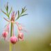 2861_10123_Geum_triflorum_kolmeoieline_moo_7.jpg