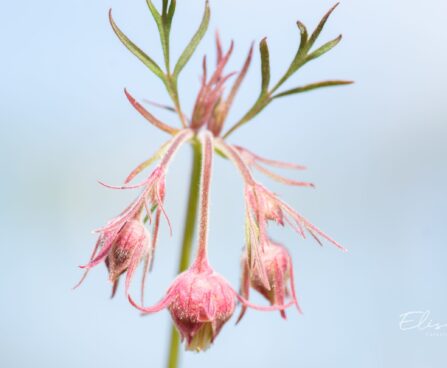 2861_10124_Geum_triflorum_kolmeoieline_moo.jpg