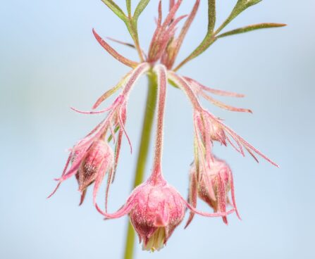 2861_10125_Geum_triflorum_kolmeoieline_moo_2.jpg