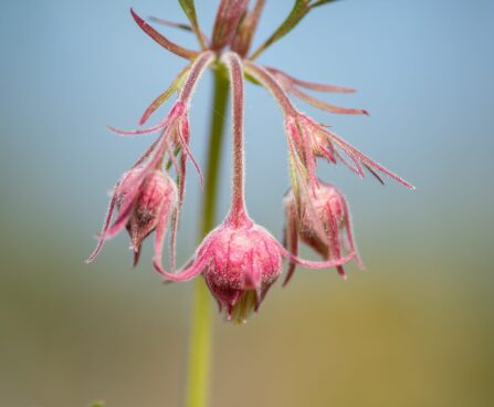 2861_10127_Geum_triflorum_kolmeoieline_moo_5.jpg