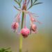 2861_10127_Geum_triflorum_kolmeoieline_moo_5.jpg