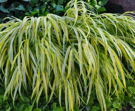 2863_6389_Hakonechloa_macra_Aureola.jpg