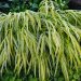 2863_6389_Hakonechloa_macra_Aureola.jpg