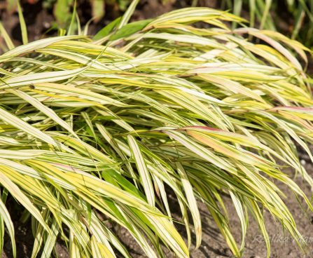 2863_6419_Hakonechloa_macra_Aureola.jpg