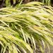 2863_6419_Hakonechloa_macra_Aureola.jpg