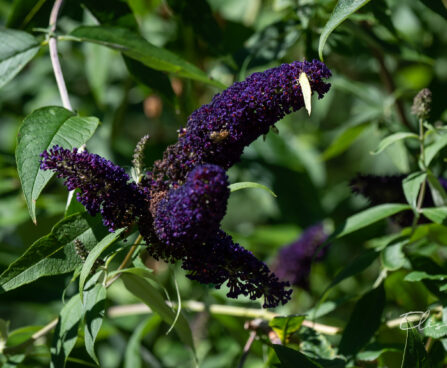 56_10880_Buddleja_davidii_Black_Knight_budleia_2.jpg