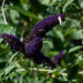 56_10880_Buddleja_davidii_Black_Knight_budleia_2.jpg