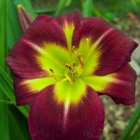 2867_9393_Hemerocallis_Night_Beacon-1-D.jpg