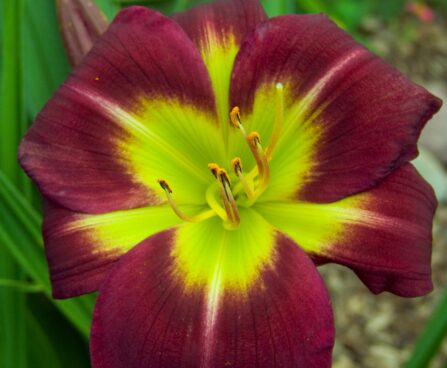 2867_9393_Hemerocallis_Night_Beacon-1-D.jpg