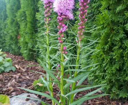 2886_7318_Liatris_spicata.JPG