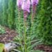 2886_7318_Liatris_spicata.JPG