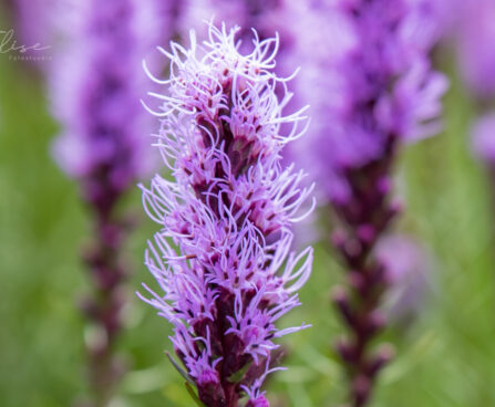 2886_8905_Liatris_spicata_3.JPG