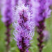 2886_8905_Liatris_spicata_3.JPG