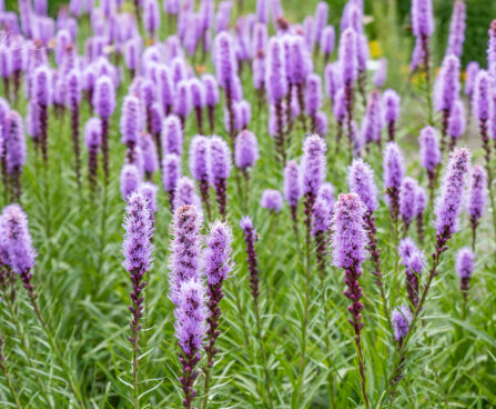 2886_8906_Liatris_spicata_4.JPG