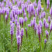 2886_8906_Liatris_spicata_4.JPG