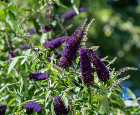 56_10881_Buddleja_davidii_Black_Knight_budleia_3.jpg