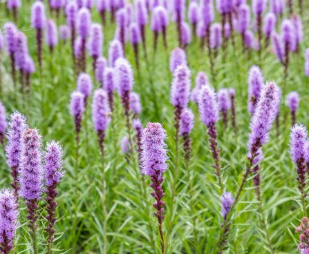 2886_8907_Liatris_spicata_5.JPG