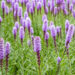 2886_8907_Liatris_spicata_5.JPG