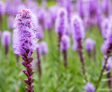 2886_8908_Liatris_spicata.JPG