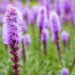 2886_8908_Liatris_spicata.JPG