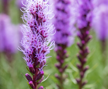 2886_8909_Liatris_spicata_2.JPG