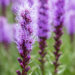 2886_8909_Liatris_spicata_2.JPG