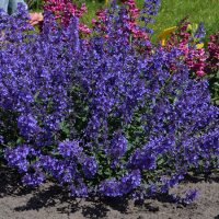 2888_9438_Nepeta_Junior_Walker-1-D.jpg