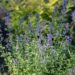 2889_8712_Nepeta_faassenii_Kit_Cat_2.JPG