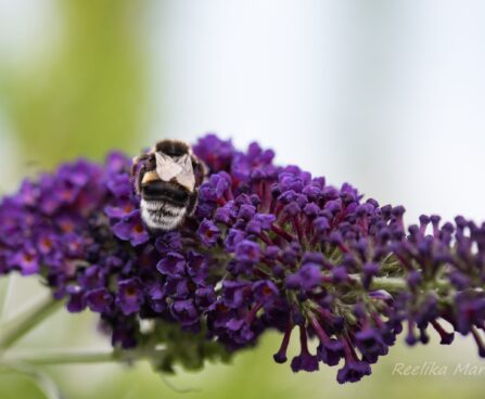 56_6745_Buddleja_davidii_Black_Knight.JPG