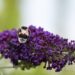 56_6745_Buddleja_davidii_Black_Knight.JPG