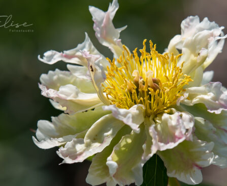 2890_8748_Paeonia_lactiflora_Green_Lotus_2.JPG