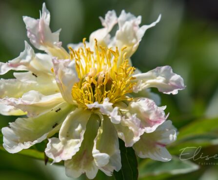 2890_8749_Paeonia_lactiflora_Green_Lotus.JPG