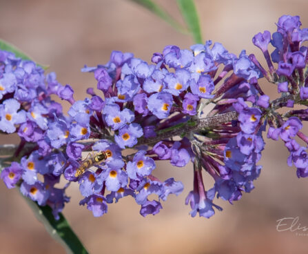 57_9060_Buddleja_davidii_Nanho_Blue__2.JPG