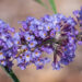 57_9060_Buddleja_davidii_Nanho_Blue__2.JPG