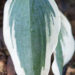 2901_9241_Hosta_Blue_Ivory_3.JPG