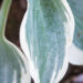 2901_9242_Hosta_Blue_Ivory_4.JPG