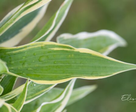 2902_10453_Hosta_Bobcat_2.jpg