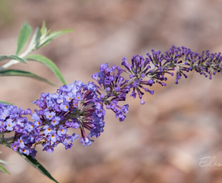 57_9061_Buddleja_davidii_Nanho_Blue_.JPG